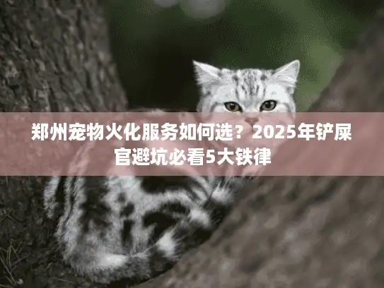 郑州宠物火化服务如何选？2025年铲屎官避坑必看5大铁律