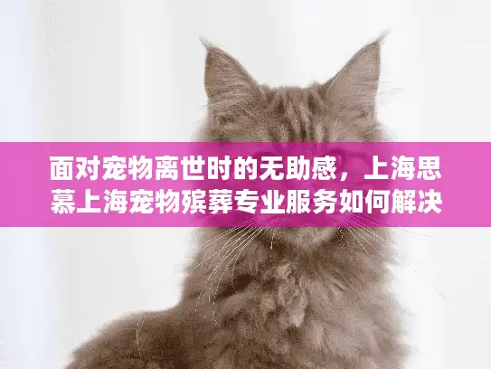 面对宠物离世时的无助感，上海思慕上海宠物殡葬专业服务如何解决难题