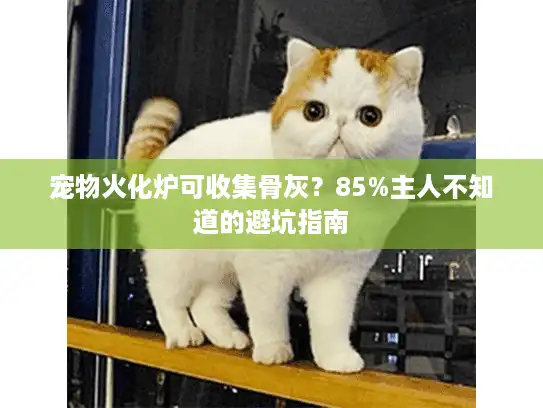 宠物火化炉可收集骨灰？85%主人不知道的避坑指南
