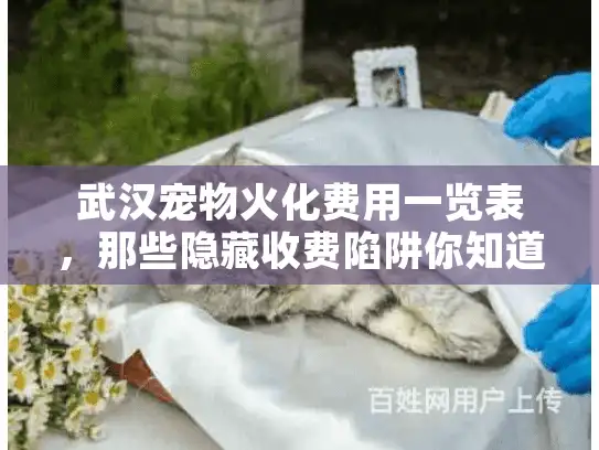 武汉宠物火化费用一览表，那些隐藏收费陷阱你知道吗？