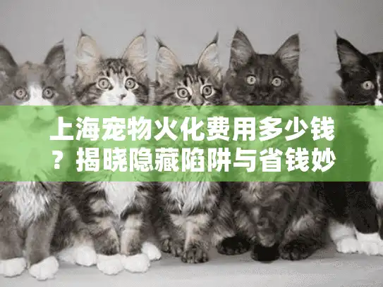 上海宠物火化费用多少钱？揭晓隐藏陷阱与省钱妙招