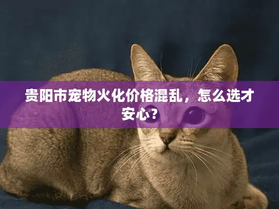 贵阳市宠物火化价格混乱，怎么选才安心？