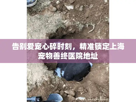 告别爱宠心碎时刻，精准锁定上海宠物善终医院地址