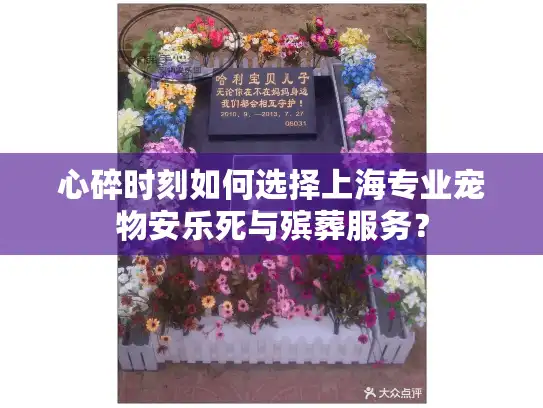 心碎时刻如何选择上海专业宠物安乐死与殡葬服务？