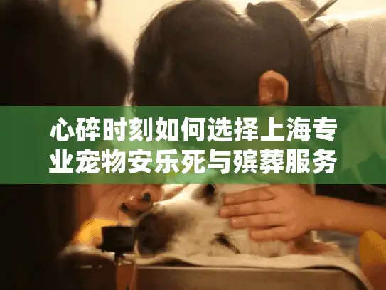 心碎时刻如何选择上海专业宠物安乐死与殡葬服务？