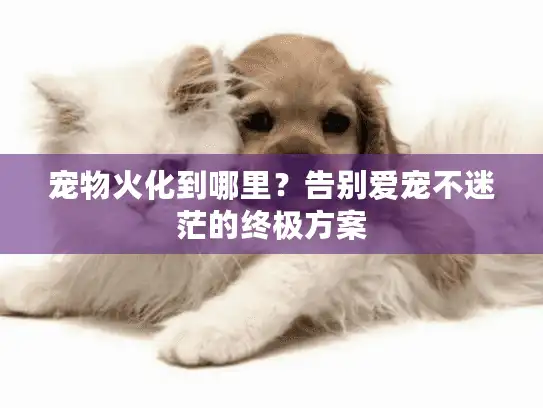 宠物火化到哪里？告别爱宠不迷茫的终极方案