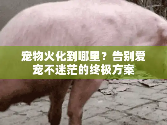 宠物火化到哪里？告别爱宠不迷茫的终极方案