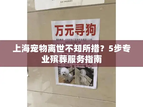 上海宠物离世不知所措？5步专业殡葬服务指南