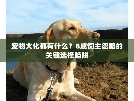 宠物火化都有什么？8成饲主忽略的关键选择陷阱
