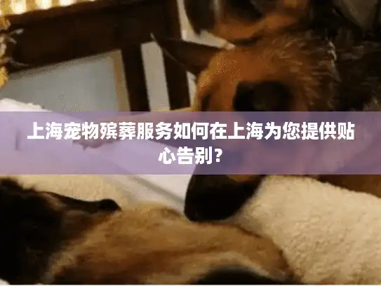 上海宠物殡葬服务如何在上海为您提供贴心告别？