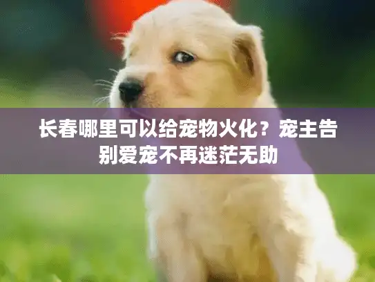 长春哪里可以给宠物火化？宠主告别爱宠不再迷茫无助
