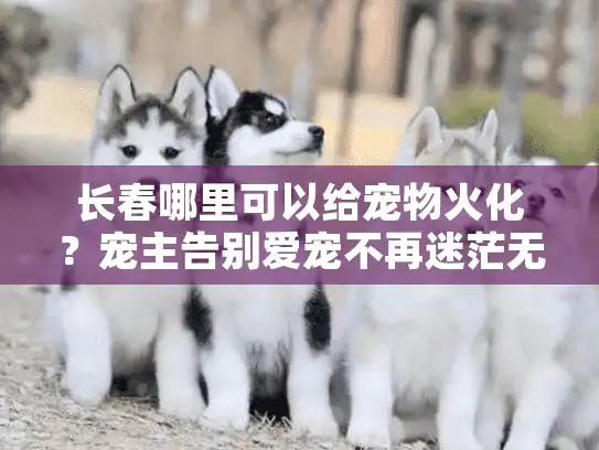 长春哪里可以给宠物火化？宠主告别爱宠不再迷茫无助