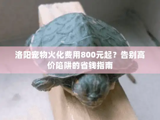 洛阳宠物火化费用800元起？告别高价陷阱的省钱指南
