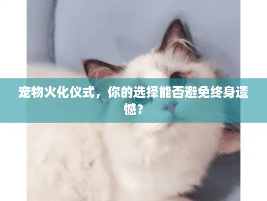 宠物火化仪式，你的选择能否避免终身遗憾？