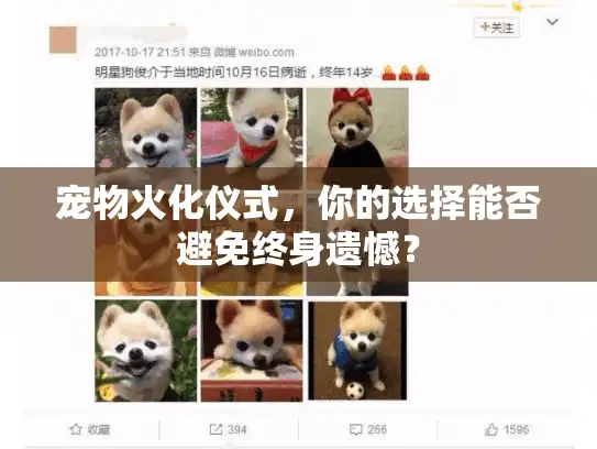 宠物火化仪式，你的选择能否避免终身遗憾？