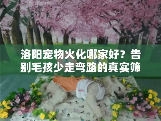 洛阳宠物火化哪家好？告别毛孩少走弯路的真实筛选法