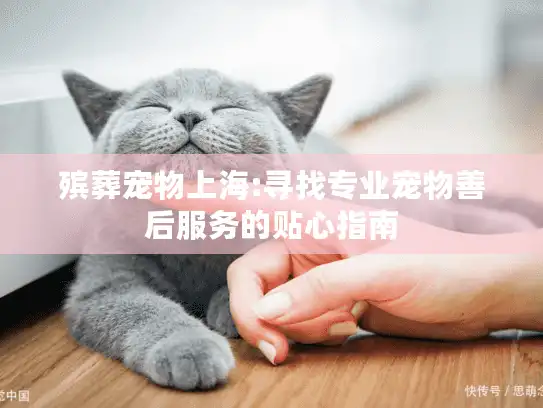 殡葬宠物上海:寻找专业宠物善后服务的贴心指南