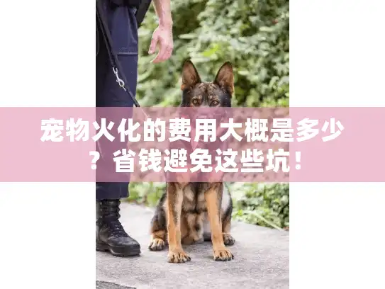 宠物火化的费用大概是多少？省钱避免这些坑！