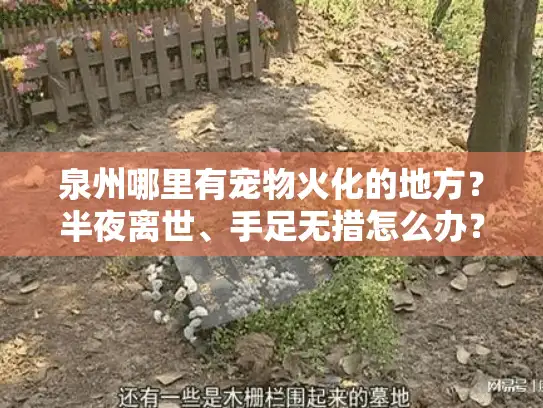 泉州哪里有宠物火化的地方？半夜离世、手足无措怎么办？