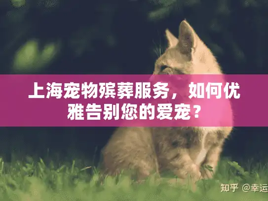 上海宠物殡葬服务，如何优雅告别您的爱宠？