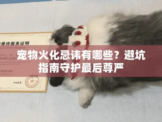宠物火化忌讳有哪些？避坑指南守护最后尊严