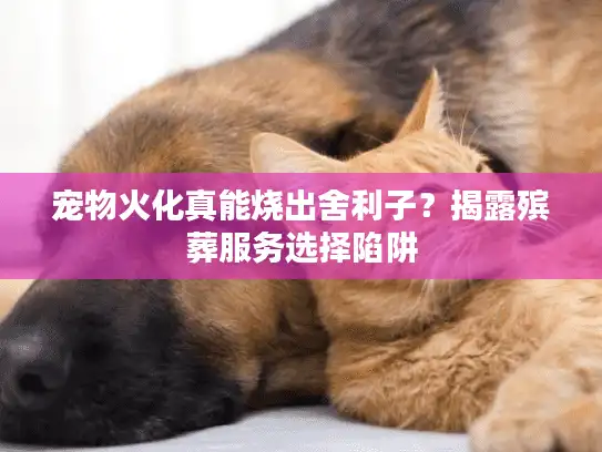 宠物火化真能烧出舍利子？揭露殡葬服务选择陷阱