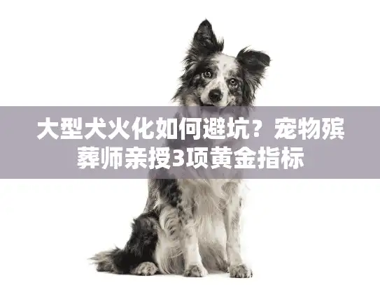 大型犬火化如何避坑？宠物殡葬师亲授3项黄金指标