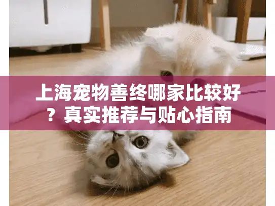 上海宠物善终哪家比较好？真实推荐与贴心指南