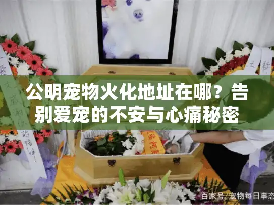 公明宠物火化地址在哪？告别爱宠的不安与心痛秘密