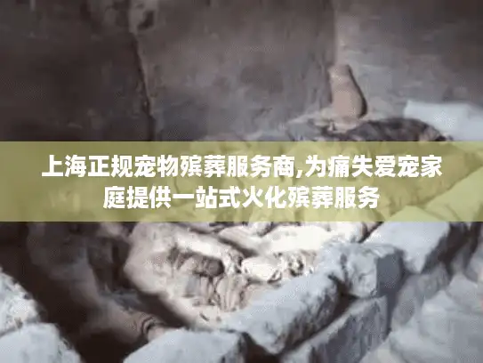 上海正规宠物殡葬服务商,为痛失爱宠家庭提供一站式火化殡葬服务