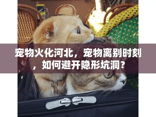 宠物火化河北，宠物离别时刻，如何避开隐形坑洞？