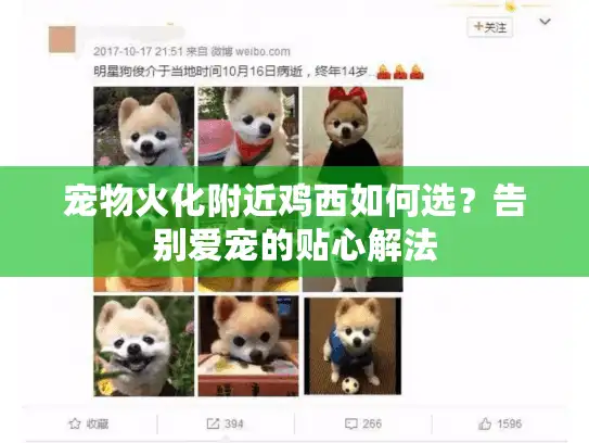 宠物火化附近鸡西如何选？告别爱宠的贴心解法