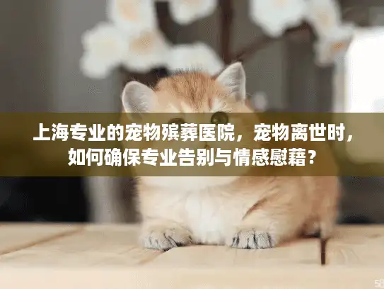 上海专业的宠物殡葬医院，宠物离世时，如何确保专业告别与情感慰藉？