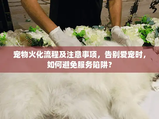 宠物火化流程及注意事项，告别爱宠时，如何避免服务陷阱？