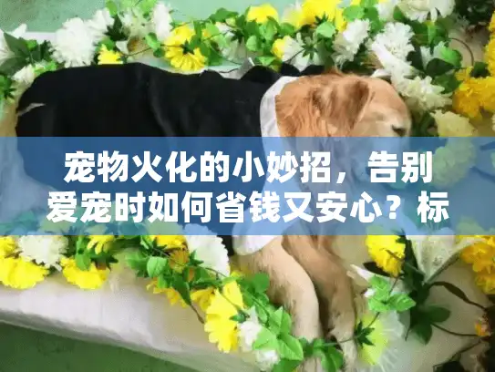 宠物火化的小妙招，告别爱宠时如何省钱又安心？标题字符数，42）