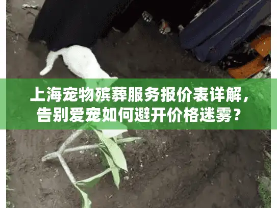 上海宠物殡葬服务报价表详解，告别爱宠如何避开价格迷雾？