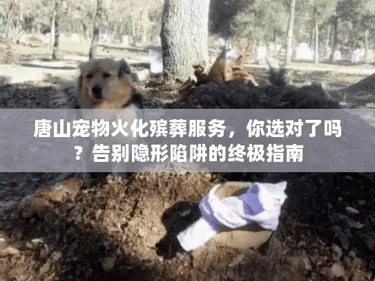 唐山宠物火化殡葬服务，你选对了吗？告别隐形陷阱的终极指南