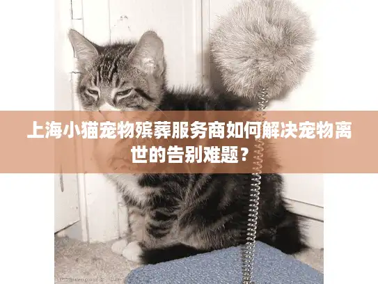 上海小猫宠物殡葬服务商如何解决宠物离世的告别难题？