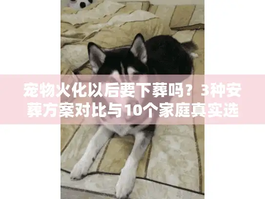 宠物火化以后要下葬吗？3种安葬方案对比与10个家庭真实选择