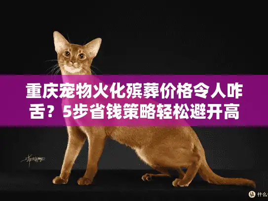 重庆宠物火化殡葬价格令人咋舌？5步省钱策略轻松避开高价陷阱