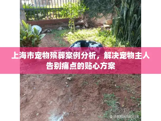 上海市宠物殡葬案例分析，解决宠物主人告别痛点的贴心方案
