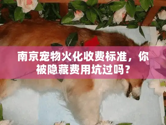 南京宠物火化收费标准，你被隐藏费用坑过吗？