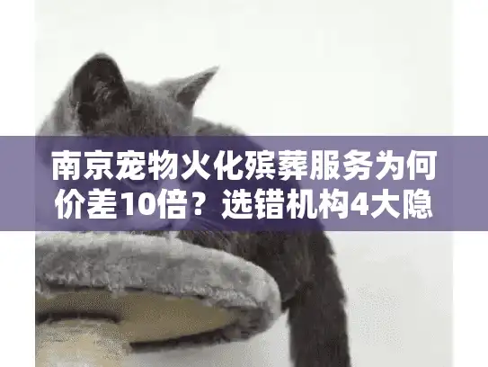 南京宠物火化殡葬服务为何价差10倍？选错机构4大隐形风险
