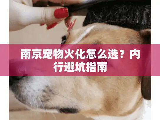 南京宠物火化怎么选？内行避坑指南