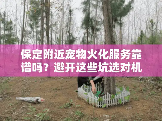 保定附近宠物火化服务靠谱吗？避开这些坑选对机构