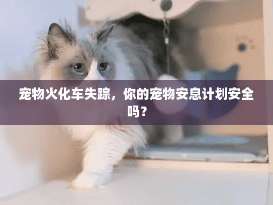 宠物火化车失踪，你的宠物安息计划安全吗？