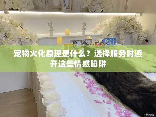 宠物火化原理是什么？选择服务时避开这些情感陷阱