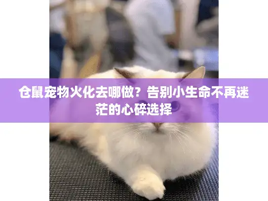 仓鼠宠物火化去哪做？告别小生命不再迷茫的心碎选择
