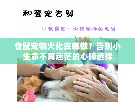 仓鼠宠物火化去哪做？告别小生命不再迷茫的心碎选择