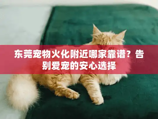 东莞宠物火化附近哪家靠谱？告别爱宠的安心选择